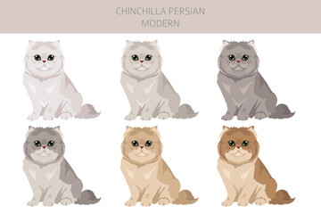 Chinchilla Persian Cat longhaired clipart. Modern type persian cat. All coat colors set.  All cat breeds characteristics infographic. Vector illustration