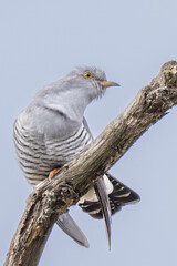 cuckoo