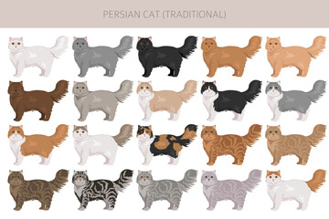 Persian Cat longhaired clipart. Traditional classic type persian cat. All coat colors set.  All cat breeds characteristics infographic. Vector illustration