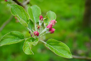Apfelblüten im Frühling 