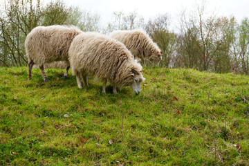 Obraz premium Schafe beim Grasen auf der Wiese