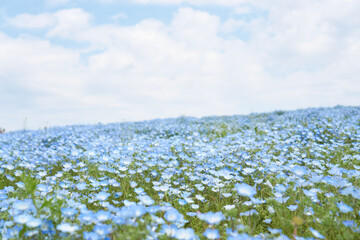 Hitachi Seaside Park in Ibaraki during nemophila peak season