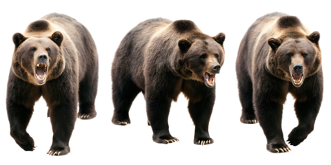 Set of grizzly brown bears roaring, isolated on white background PNG