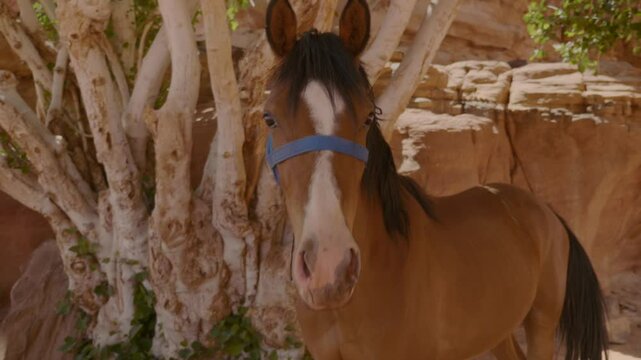 Brown horse resting in the desert of Jordan