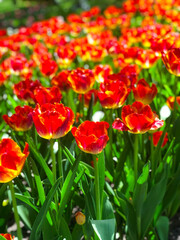 Fototapeta premium A brightly lit field showcasing vibrant red and yellow tulips with lush green stems, capturing the vivid colors and natural beauty of springtime.