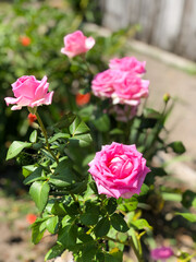 Vivid pink roses bloom under sunlight, surrounded by green foliage. A perfect representation of natural beauty, these flowers evoke feelings of serenity and charm in an outdoor garden environment.