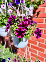 Vibrant collection of hanging purple flowers, beautifully displayed against warm brick wall with soft sunlight enhancing visual appeal. Perfect representation of colorful and refreshing patio décor.