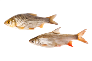 Two fresh fish for cooking isolated on white background PNG