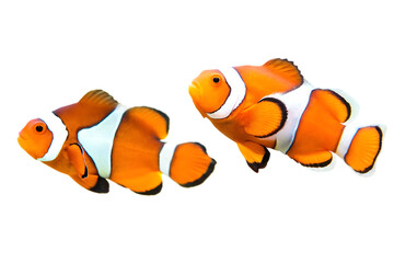 Two orange clownfish  isolated on white background PNG