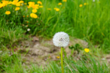 Eine Pusteblume auf einer Wiese im Fr&uuml;hling