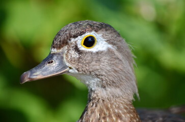 Wood duck at the George C. Reifel Migratory Bird Sanctuary in Delta, British Columbia, Canada.
