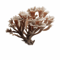 Intricate Branching Structure of a Cauliflower Fungus on Magenta Transparent background