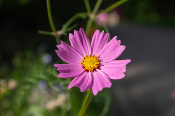 Fototapeta premium Cosmos bipinnatus mexican aster flowering white pink garden plants, group of beauty petal flowers in bloom on green background
