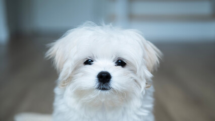 A white Maltese puppy stares quietly with gentle, soulful eyes, expressing a sense of innocence, longing, and vulnerability in a calm indoor environment.