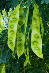 Gousses et graines de Bois Canon en Martinique