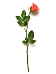Coral Rose: Elegant Bloom on White Background