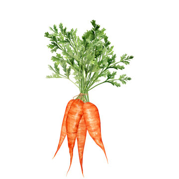 Hand-drawn bunch of fresh carrots with their green tops