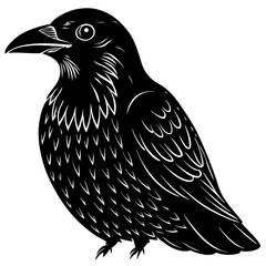 crow black