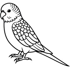 Obraz premium Line Art Budgerigar Illustration Isolated White Background