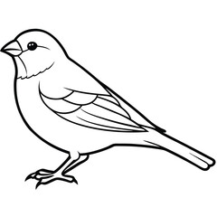 Simple Canary Line Art Illustration Isolated White Background
