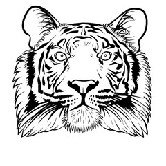 vector illustration of a tiger