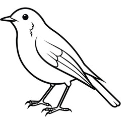 European Robin Line Art Detailed Bird Illustration for Backgrounds