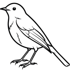European Robin Line Art Bird Illustration Isolated White Background