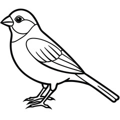 Elegant Line Art Finches Illustration Isolated on White Background