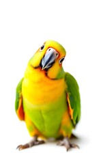 Fototapeta premium Yellow and green parrot on a white background