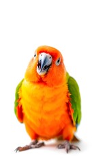 Fototapeta premium Red and yellow macaw on a white background