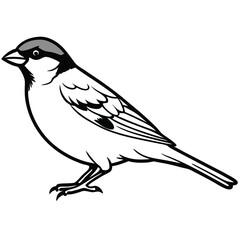House Sparrow Line Art Illustration Detailed Bird Drawing