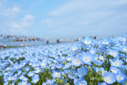 Hitachi Seaside Park in Ibaraki during nemophila peak season