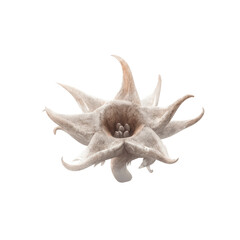 Naklejka premium Unique Star-Shaped Dried Flower, Botanical Specimen, Close-up