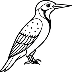 Detailed Line Art Woodpecker Illustration Isolated on White