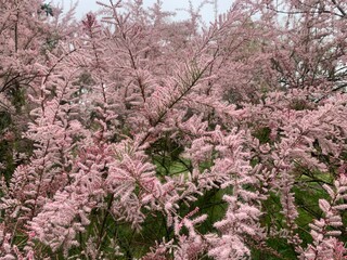 Tamarix, a small tree with thin branches and small pink flowers in fluffy inflorescences. Tree with pink flowers in a city park