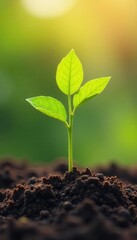 Fototapeta premium Young sapling thrives on elevated soil, sunny outdoor setting, soft focus background, photography, image