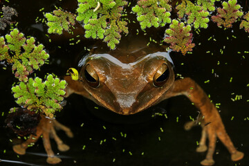 Frogs mating in the rainforest. Close-up of a group of frogs, Frogs in the nest