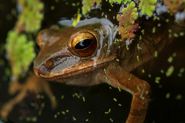 Frogs mating in the rainforest. Close-up of a group of frogs, Frogs in the nest