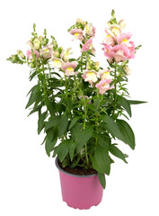 Red Rose Potted Plant cut out isolated transparent background