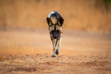 African wild dog trots over sandy ground