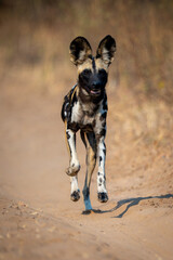 African wild dog trots straight to camera
