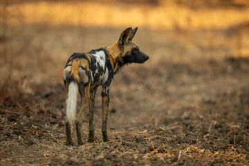 African wild dog stands turning head right © Nick Dale