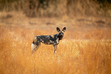 African wild dog stands turning to camera