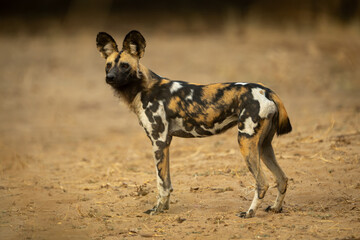 African wild dog stands on sand staring