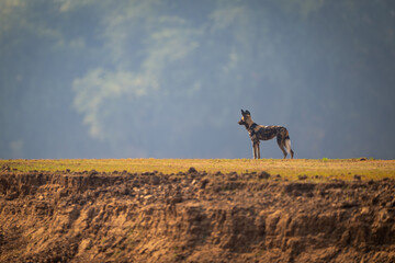 African wild dog stands on grassy plateau