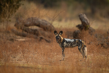 African wild dog stands near fallen tree