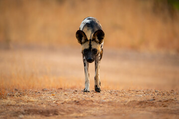African wild dog stands staring at camera