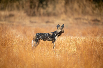 African wild dog stands looking into distance © Nick Dale