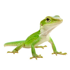 Naklejka premium Vibrant Green Lizard Close-up Against Transparent Background