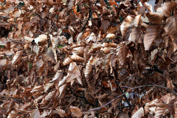 Dry leaves cling to the branches of a dry bush